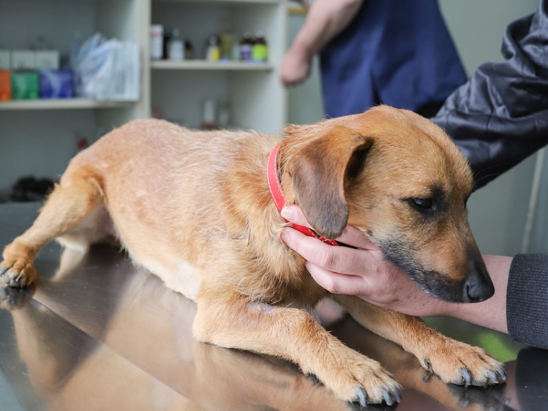 Ein Hund wird vom Tierarzt untersucht
