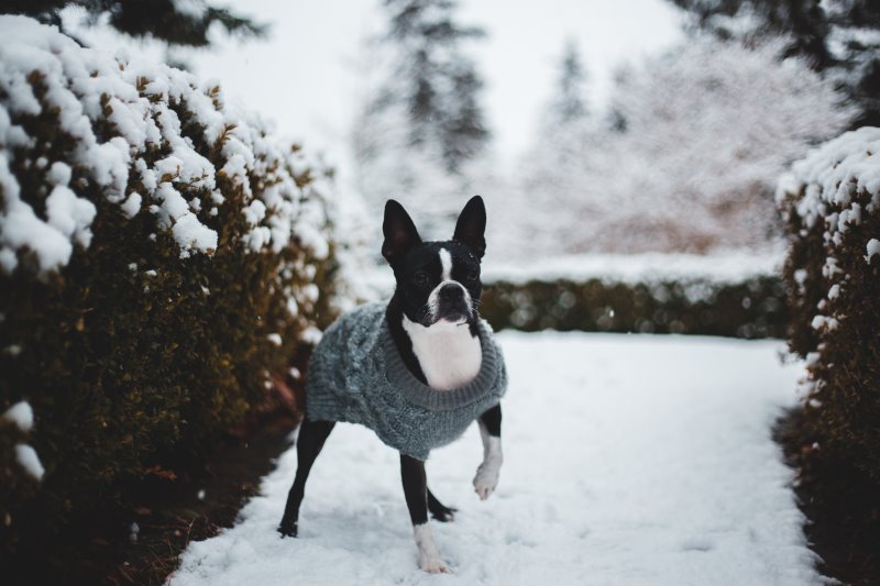 Hund trägt einen Wintermantel gegen die Kälte