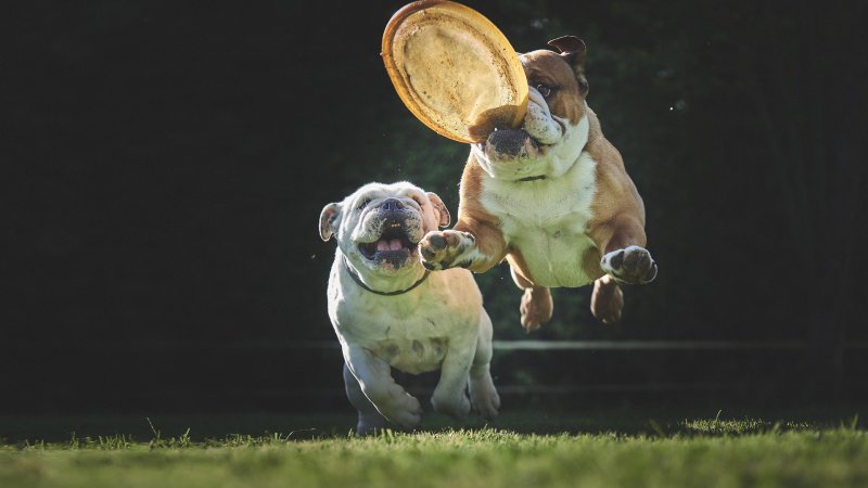 Hunde spielen mit einer orangen Frisbee