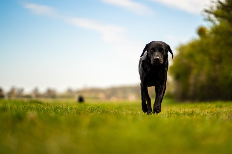 Schwarzer Labrador im Feld