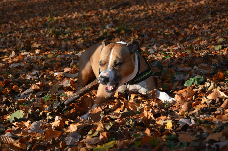 American Pitbull Terrier im Laub liegend und spielend