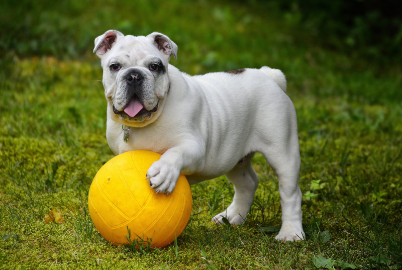 Treibball ist ein Sport fuer alle Hunde