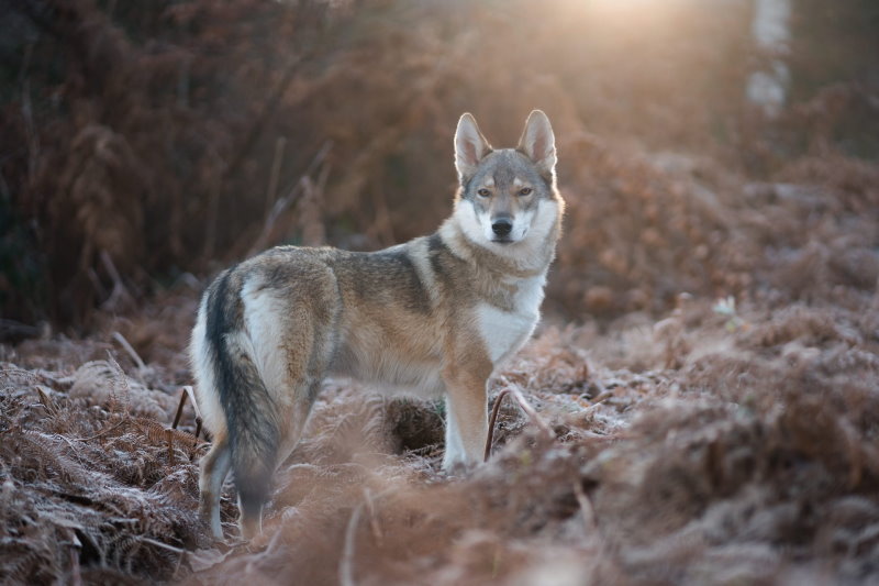 Tschechoslowakischer Wolfhund im Wald