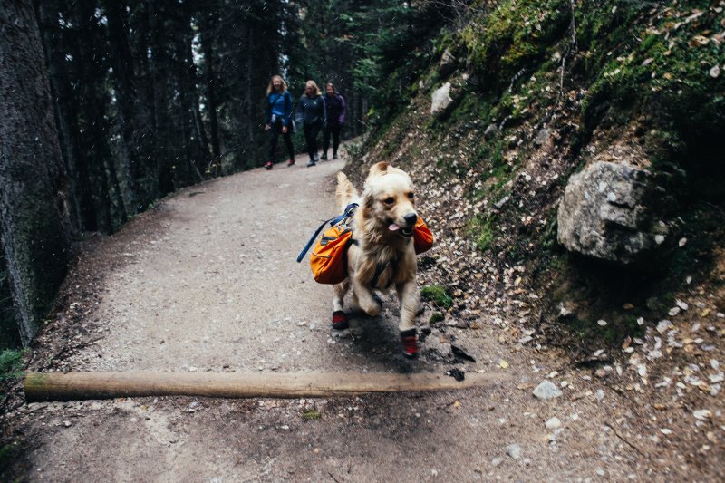 Urlaub mit Hund: Österreich Tipps laufender Hund während einer Wanderung