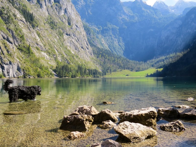 Urlaub mit Hund: Österreich Tipps Hund im See vor einem Berg