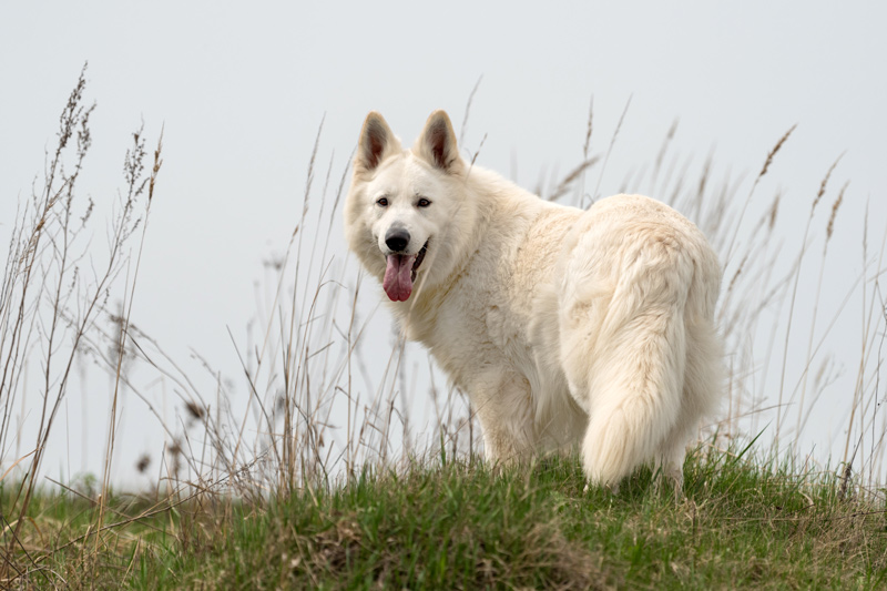 Weißer Schweizer Schäferhund auf einer Wiese