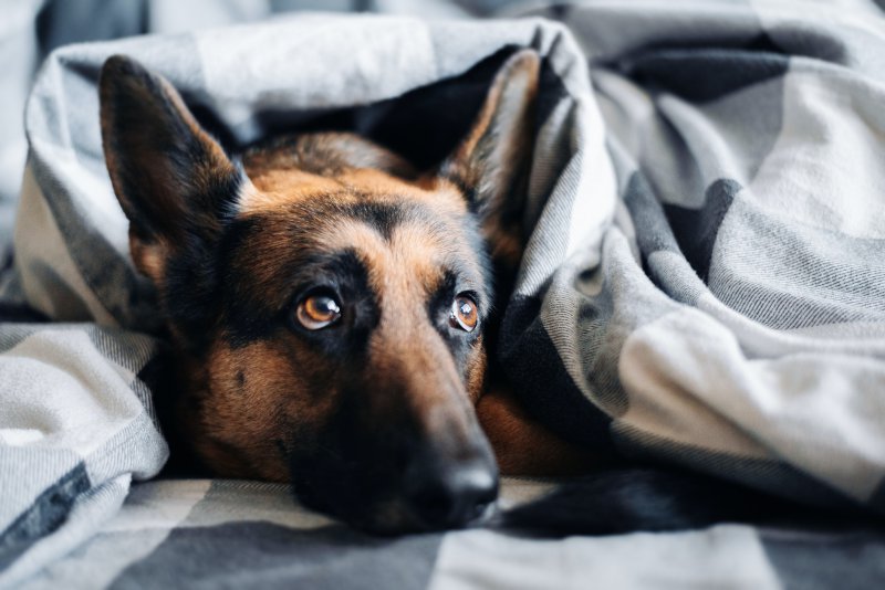 Ein Hund liegt unter einer Decke - Wellnessurlaub mit Hund
