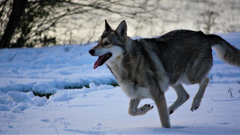 Wolfshund-Schnee-Saarlooser wolfshund-Rennen