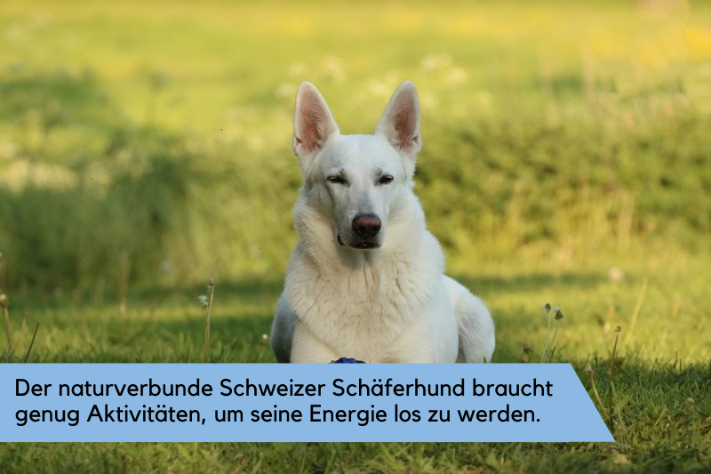Weißer Schweizer Schäferhund auf einer Wiese mit einem Ball