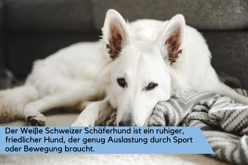 Weißer Schweizer Schäferhund auf einer Decke liegend