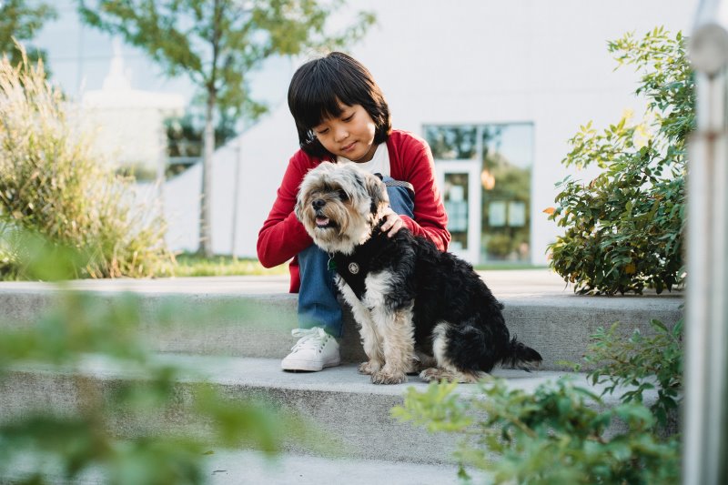Ein Dandie Dinmont Terrier lässt sich von einem Kind streicheln