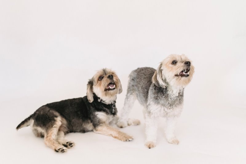Zwei Dandie Dinmont Terriers