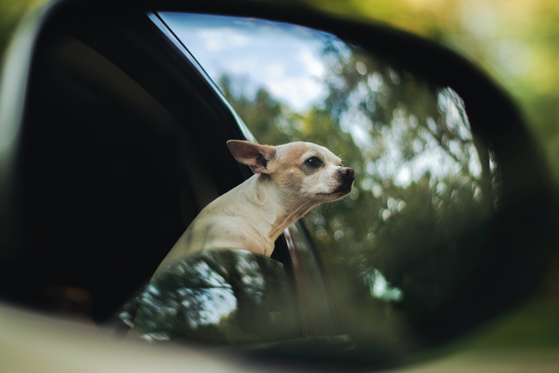 Hund im Auto schaut aus dem Fenster