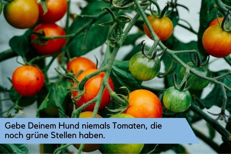 grüne-Tomaten-sind-giftig