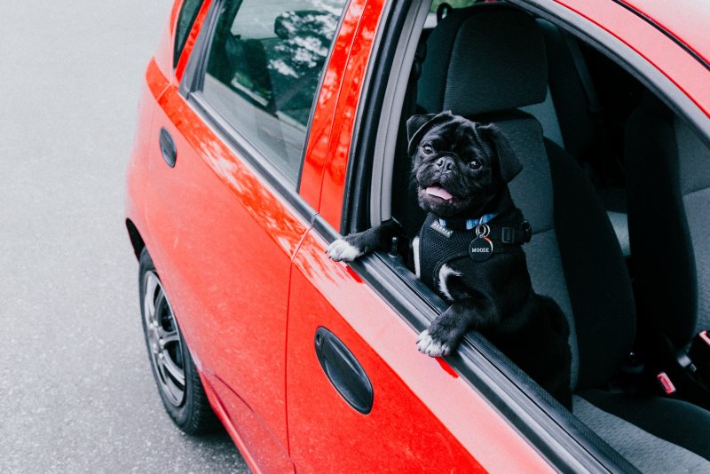 Auto-Hundegeschirr an einem Mops