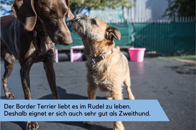 Border Terrier und weiterer Hund