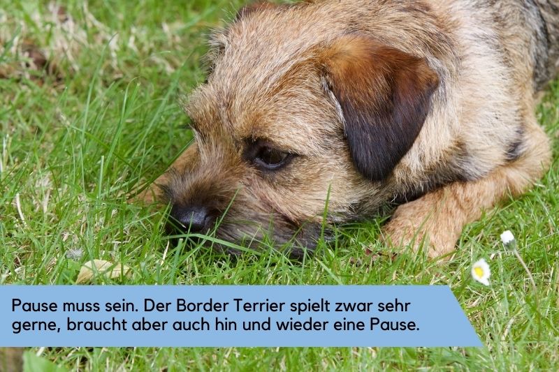Border Terrier macht Pause