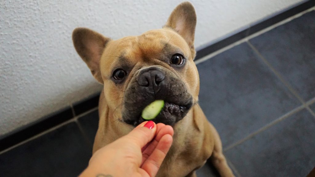 Ein Hund isst Gurke und das darf er auch!