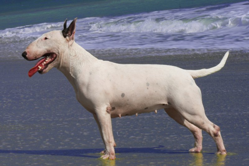 Weißer Bullterrier am Strand