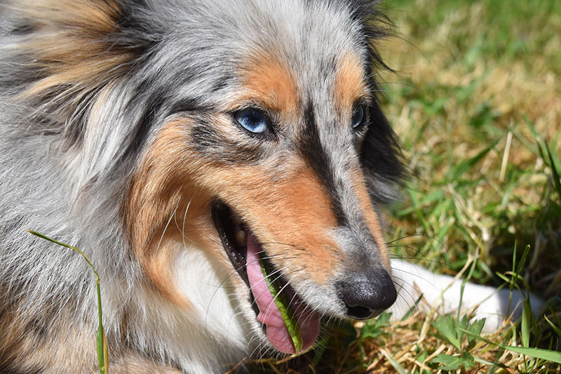 Hund in Nahaufnahme beim Fressen von Gras