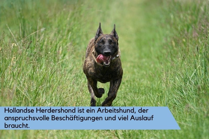 Holländischer Schäferhund will viel Bewegung
