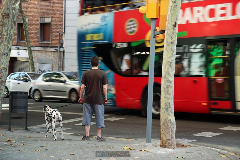 Hund an der Leine neben Bus