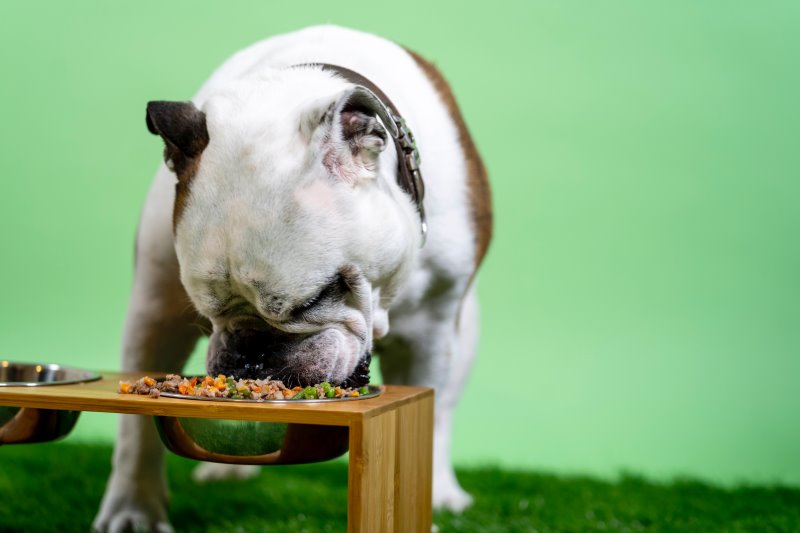 Hund isst Dosenfutter aus Napf
