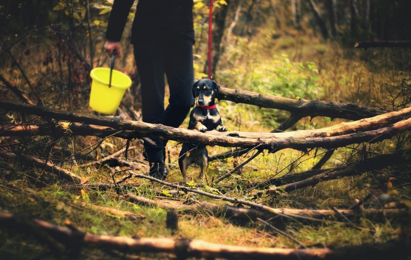 Ein Hund ist mit dem Herrchen im Wald auf Pilzsuche