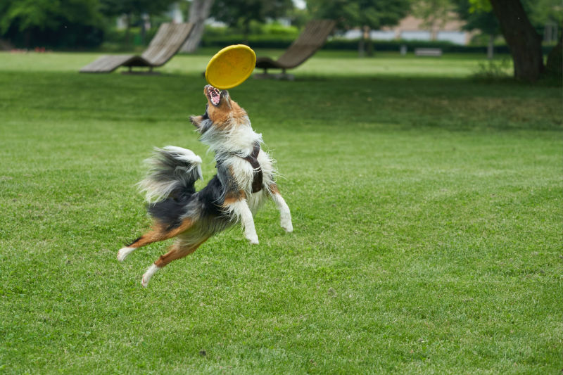 Hund fängt eine Frisbee-Scheibe