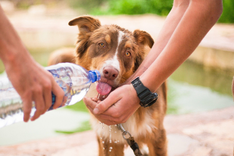 Ein Hund trinkt Mineralwasser aus der Flasche