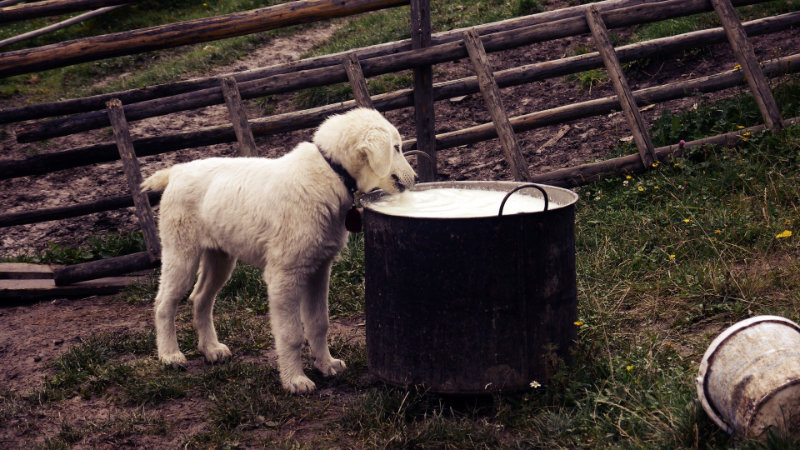 Hund trinkt Milch