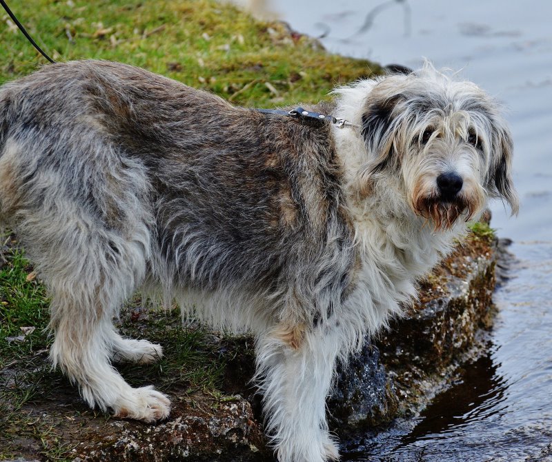 Dein Hund badet vermutlich lieber in einem See oder einer Pfütze als daheim