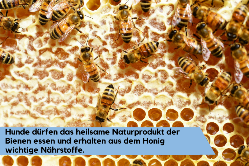 Bienen produzieren Honig in ihrer Wabe