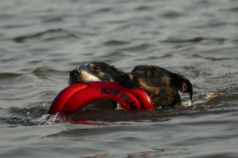 Zwei Hunde mit schwimmfähigem Ring