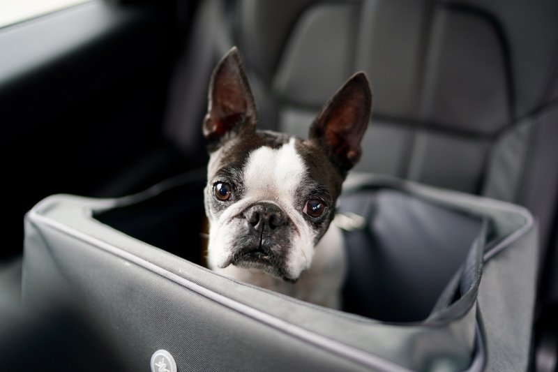 Hund in einer Hundekiste auf dem Rücksitz