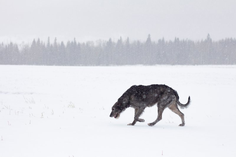 Irish Wolfhound im Schnee