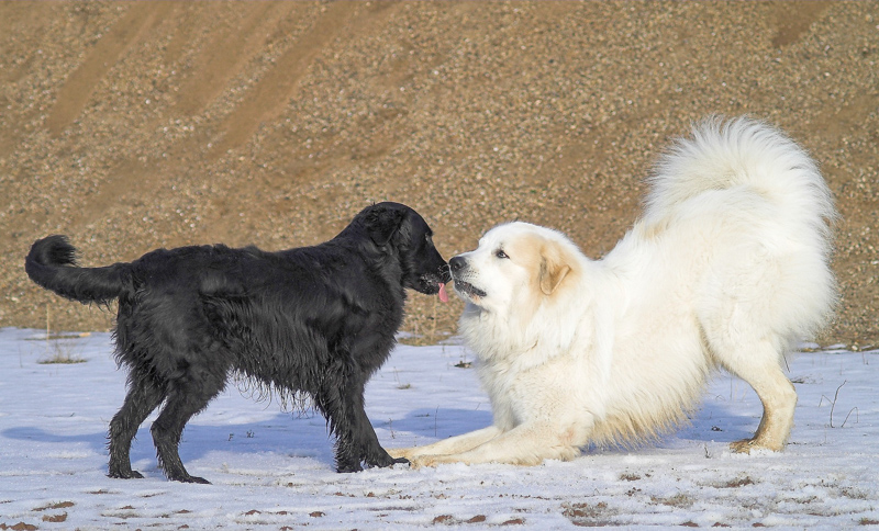 Weißer Hund fordert schwarzen Hund zum Spiel auf