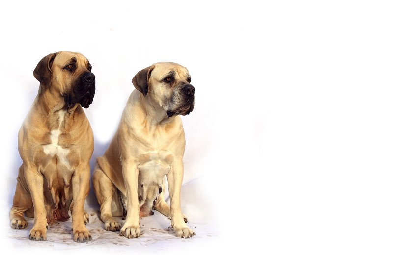 mastiff-mit-hunden