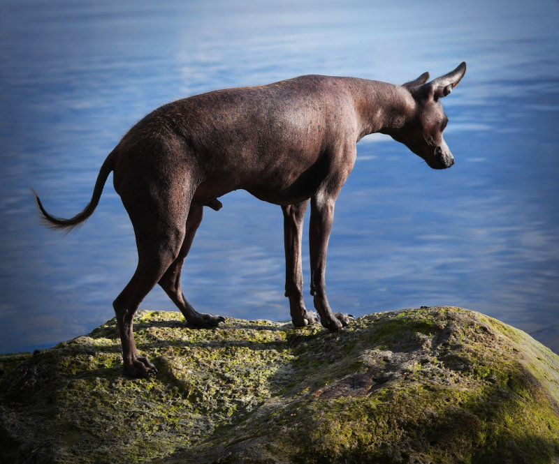 Ein Mexikanischer Nackthund steht auf einer Klippe