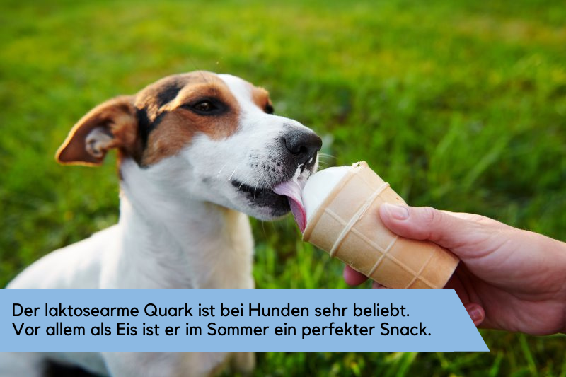 Quark Hund