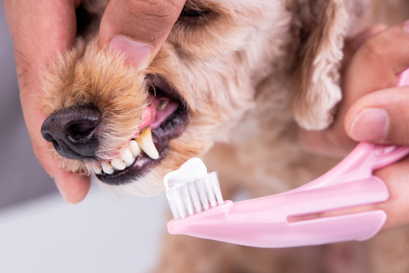 Hund dem die Zähne mit Hundezahnpasta und Hundezahnbürste geputzt werden