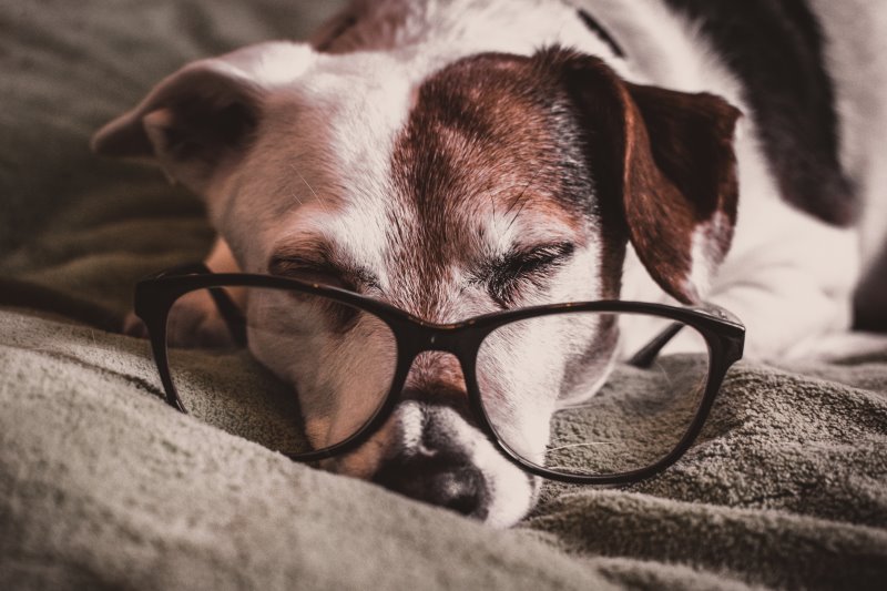 Ein weiß-braun gefleckter Hund mit einer Brille, der entspannt auf dem Bett liegt.