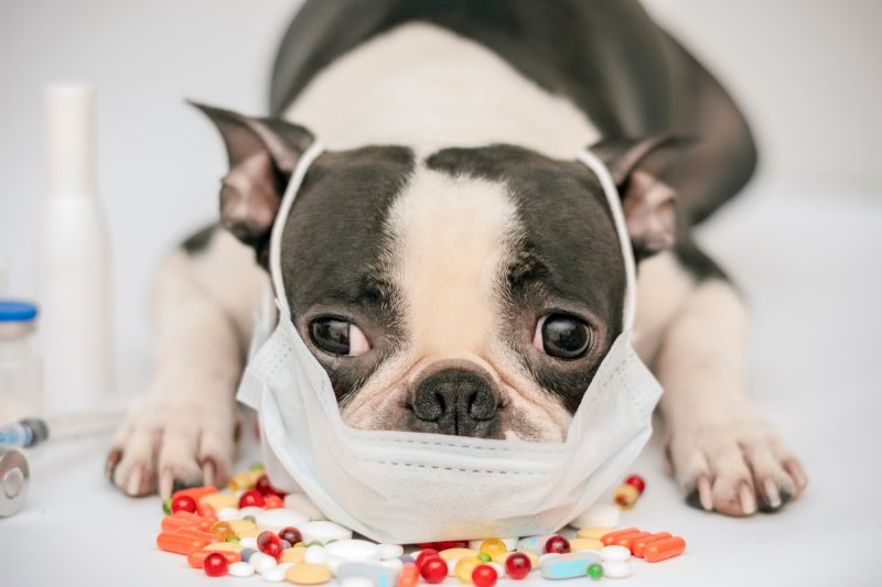 Ein Hund trägt eine Maske weil er keine Tabletten nehmen möchte.