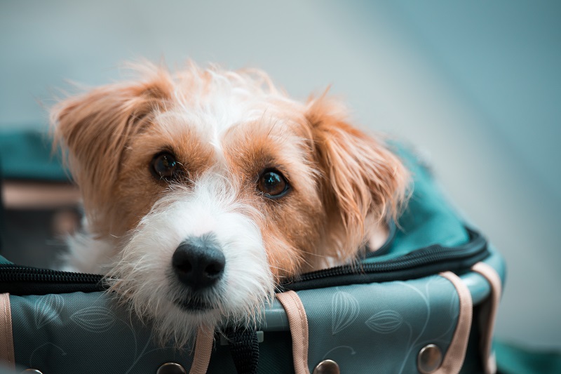 Hund schaut mit dem Kopf aus einer Transporttasche heraus.