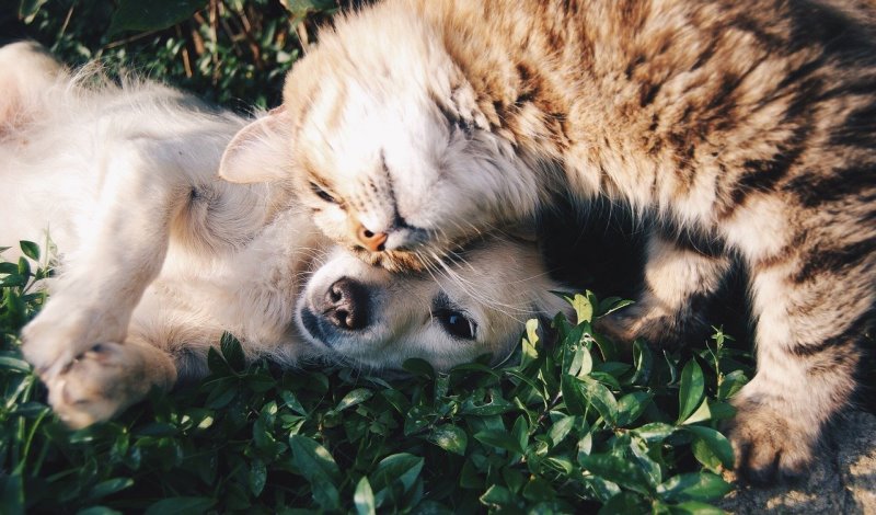 Hund und Katze kuscheln im Gras