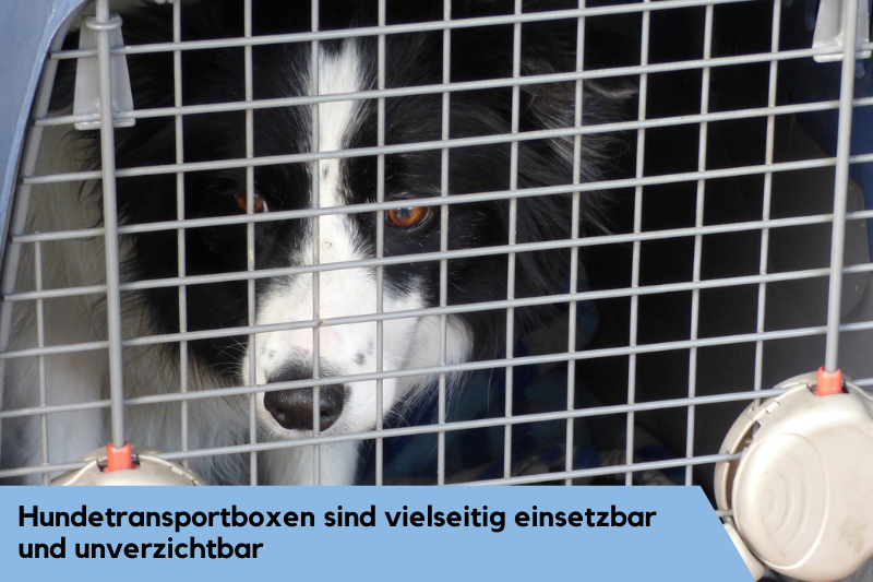 Hund in einer Transportbox aus Kunststoff