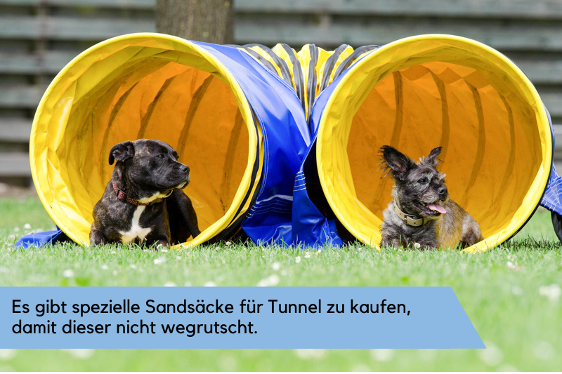 Dieses Bild zeigt einen gelb blauen Tunnel, indem zwei Hunde liegen