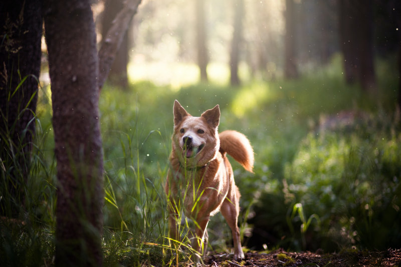 Ein Hund im Wald