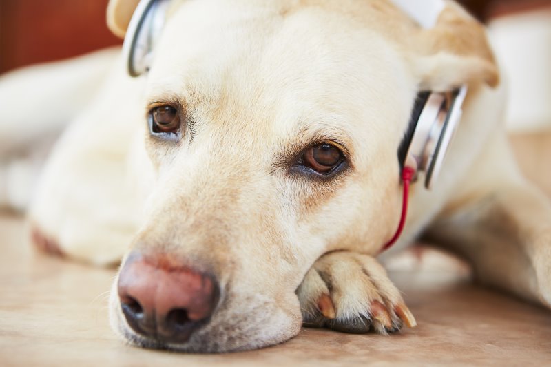 Ein Hund liegt, sichtlich beruhigt, auf dem Boden und hört entspannende Musik.