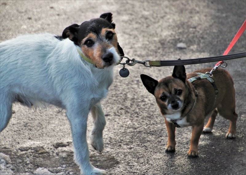 Hund mit Halsband und ein Hund mit Geschirr